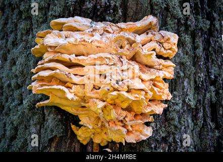 Un énorme champignon jaune-soufre comestible sur un arbre. Banque D'Images