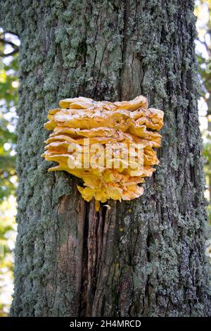 Un énorme champignon jaune-soufre comestible sur un arbre. Banque D'Images