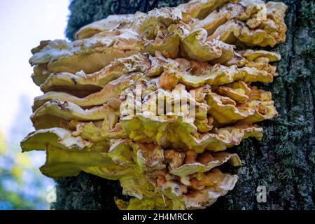 Un énorme champignon jaune-soufre comestible sur un arbre. Banque D'Images