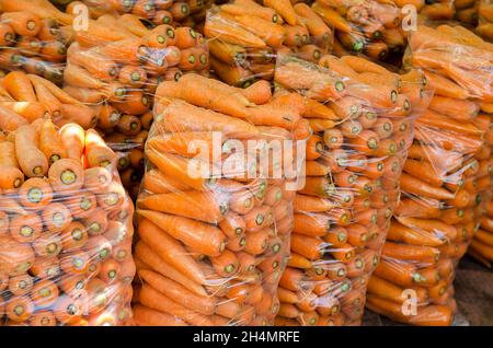 Sacs de jeunes carottes fraîches préparés pour la vente. Carottes fraîchement récoltées. Récolte de légumes biologiques. Agriculture et agriculture. Mise au point sélective Banque D'Images