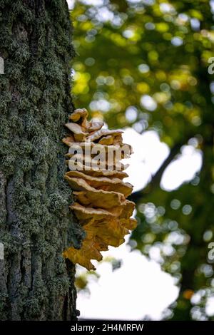 Un énorme champignon jaune-soufre comestible sur un arbre. Banque D'Images