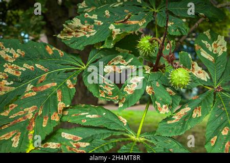 Les feuilles endommagées d'un arbre de châtaignier à cheval causées par le mineur de feuilles de châtaignier à cheval (Cameraria ohridella), un insecte ravageur exotique. Banque D'Images