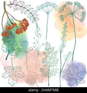 Ensemble de plantes d'automne dessinées à la main avec des taches d'aquarelle.Illustration vectorielle. Illustration de Vecteur