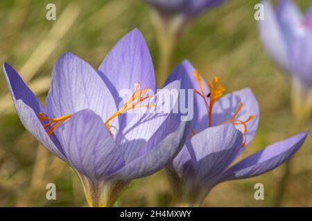 Gros plan des fleurs de Biebersteins crocuses (crocus speciosus) en fleurs Banque D'Images