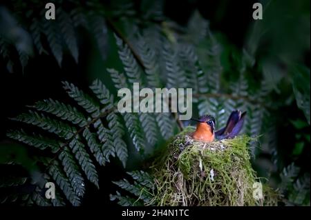 Un colibri de mountaingem à gorge pourpre est assis sur son nid.La poitrine et la gorge orange de la femelle sont illustrées. Banque D'Images