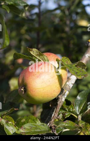 Pommes à cidre traditionnelles prêtes à la récolte gros plan vue détaillée du verger gallois de fruits frais près de Caernarfon photo verticale avec un accent sur FO Banque D'Images