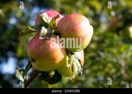 Pommes à cidre traditionnelles prêtes à la récolte gros plan vue détaillée du verger gallois de fruits frais près de Caernarfon vue panoramique Banque D'Images