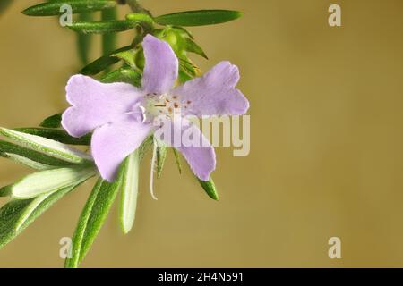 Gros plan de la fleur de Westringia ‘Wynyabbie Gem’ (Rosemary côtière), Australie méridionale Banque D'Images