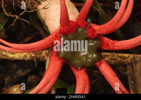 Anemone stinhorn (Aseroe rubra) avec des mouches des mouches des mouches des Sphaeroceridae Banque D'Images