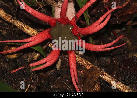 Anemone stinhorn (Aseroe rubra) avec des mouches des mouches des mouches des Sphaeroceridae Banque D'Images