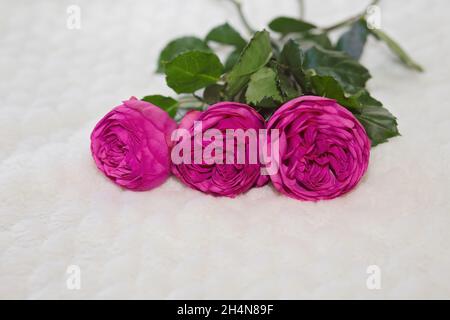 Trois roses à longue tige rose sur fond blanc en fausse fourrure Banque D'Images