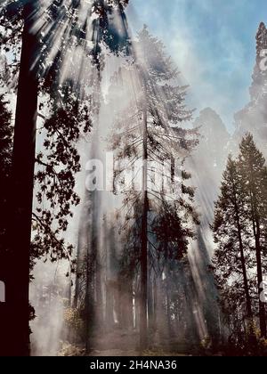 Three Rivers, Californie, États-Unis.18 octobre 2021.Redwood Mountain Grove dans le complexe Redwood Canyon.KNP feu de forêt dans les parcs nationaux Sequoia et Kings Canyon, Three Rivers, Californie.Un incendie, commençant par une grève de la foudre le 9 septembre 2021, a brûlé plus de 88 000 hectares dans les parcs nationaux de Sequoia et Kings Canyon, y compris une partie d'un bosquet historique de séquoias géants. Banque D'Images