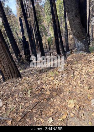 Three Rivers, Californie, États-Unis.30 octobre 2021.Complexe KNP vu de Redwood Canyon Rd. Sur le 10/30 complexe KNP feu de forêt dans les parcs nationaux de Sequoia et Kings Canyon, trois rivières, Californie.Un incendie, qui a commencé par un coup de foudre en septembre, a brûlé plus de 88 000 hectares dans les parcs nationaux de Sequoia et Kings Canyon, y compris une partie d'un bosquet historique de séquoias géants. Banque D'Images