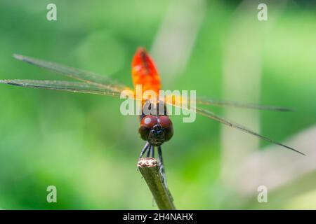 Viridls Dragonfly Aeschna avec des ailes colorées magnifique, isolé sur blanc, Macro shots, montrant les yeux libellules et les détails des ailes.Magnifique Banque D'Images