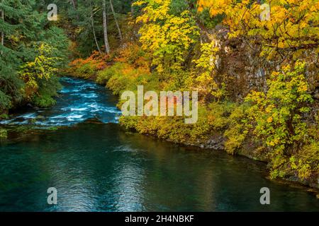 Tamolitch Falls, Blue Pool, McKenzie River National Recreation Trail, Willamette National Forest, Oregon Banque D'Images