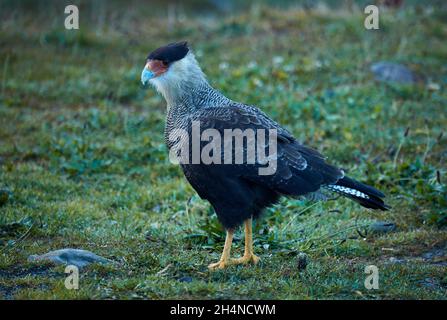 Caracara à crête méridionale (Caracara plancus), Parque Nacional Los Glaciares (zone du patrimoine mondial), Patagonie, Argentine, Amérique du Sud Banque D'Images