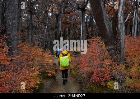 Les randonneurs en forêt de lenga sur la voie à la Laguna de los Tres, Parque Nacional Los Glaciares (zone du patrimoine mondial), Patagonie, Argentine, Amérique du Sud (M.) Banque D'Images