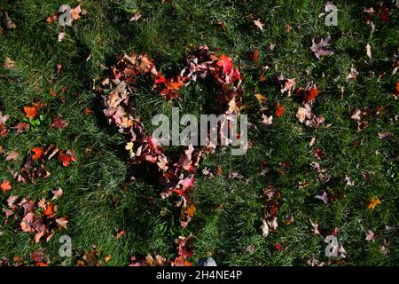 Feuilles d'automne colorées en forme de coeur avec un fond d'herbe. Banque D'Images