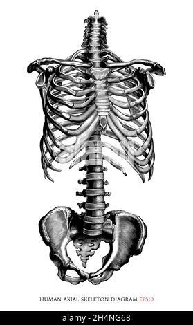 Diagramme de squelette axial humain dessin à la main style de gravure vintage clipart noir et blanc isolé sur fond blanc Illustration de Vecteur