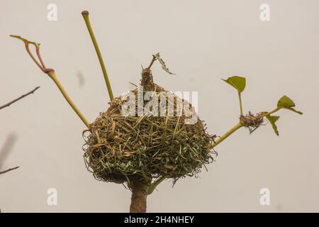 Nid d'un cap Weaver (Ploceus capensis) vu près de la baie Mossel, dans le Cap occidental de l'Afrique du Sud Banque D'Images