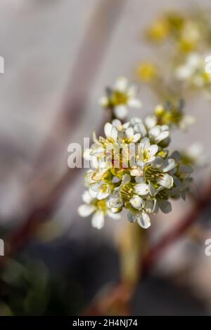 Saxifraga crustata fleurit en montagne Banque D'Images