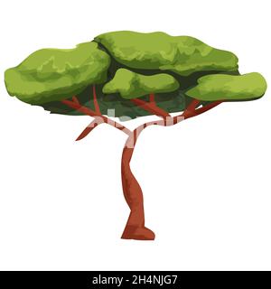 Acacia African Tree, Savannah plante dans le style de dessin animé isolé sur fond blanc.Feuillage vert, tige fine avec branches..Illustration vectorielle Illustration de Vecteur