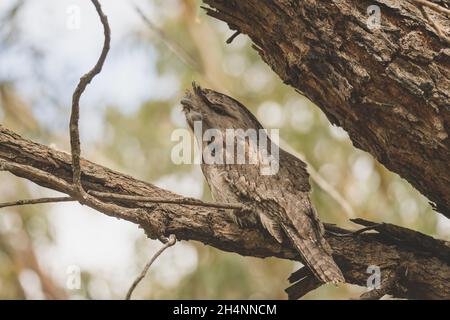 Col de grenouille tawny perchée de nuit sur un arbre Banque D'Images