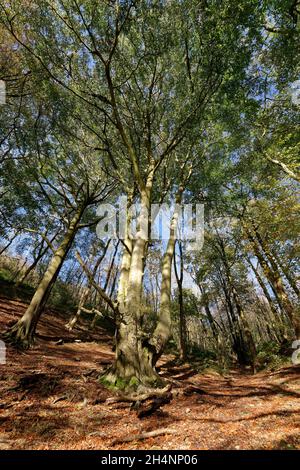 Hêtre européen ou commun - Fagus sylvatica, ancien arbre à plusieurs trunchs dans la forêt escarpée du cotswold en automne Banque D'Images