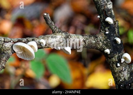 Oylivre variable - Crepidotus variabilis, petit champignon sur les branches pourries Banque D'Images