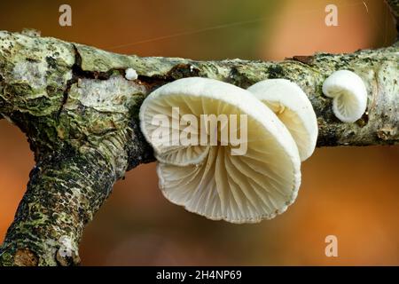 Oylivre variable - Crepidotus variabilis, petit champignon sur les branches pourries Banque D'Images