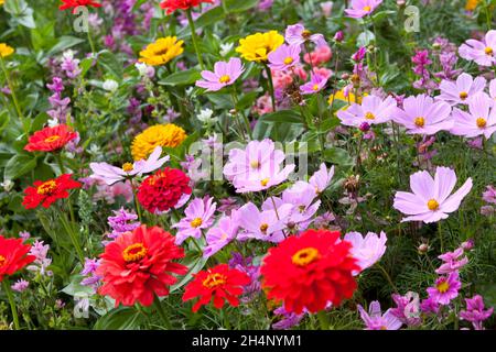 Fin d'été jardin bordure août fleurs Zinnia Cosmos Zinnias Banque D'Images