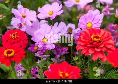 Commun Cosmos fleurs zinnias Rouge Rose Cosmos bipinnatus Aster mexicain mixte Rouge Zinnia elegans jardin Flower Bed Summer Bedding plants Colorful Edge Banque D'Images