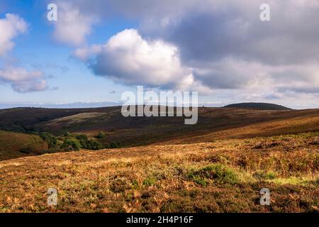 Octobre randonnée au-dessus du paysage stérile des collines de Quantock, Somerset sud-ouest de l'Angleterre Royaume-Uni Banque D'Images