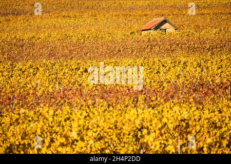 Petite cabane au milieu de rangées de vignes jaunes et rouges dans un vignoble lors d'une journée d'automne ensoleillée à Alzey, en Allemagne. Banque D'Images