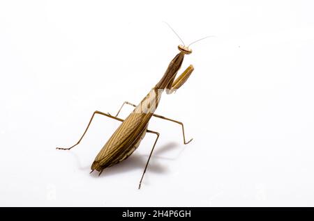 Violon errance, Gongylus gongylodes Mantis, in front of white background Banque D'Images