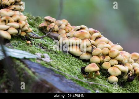 Plusieurs champignons poussant sur des billes couvertes de mousse morte novembre Royaume-Uni bois.Habitat de terres humides à côté de la promenade semblable à la touffe du sulfamide Hypholoma fasciculare Banque D'Images