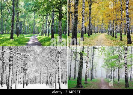 Quatre saisons de nature d'une rangée de birches prises d'un endroit Banque D'Images