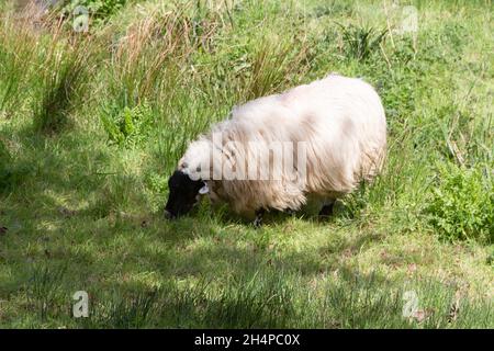 Moutons écossais blackface pâturage dans un champ Banque D'Images