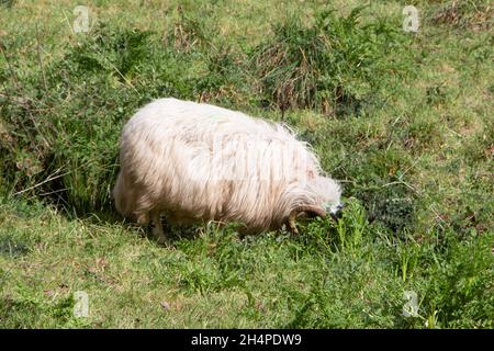 Moutons écossais blackface pâturage dans un champ Banque D'Images