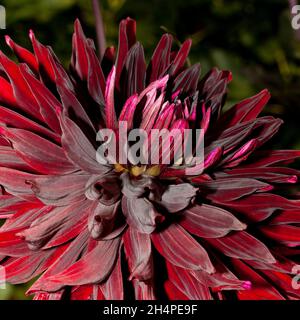 Une fleur de Dahlia rouge foncé Banque D'Images