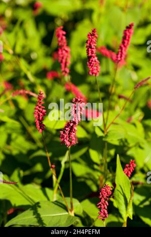 Plante de persicaria Amplexicaulis Banque D'Images