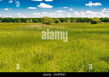 Frankfurt Oder, Allemagne. Le fleuve Oder est situé à la frontière de l'Allemagne et de la Pologne et est un excellent emplacement dans la nature avec de grandes vues, de l'eau et des terres d'herbe. Banque D'Images