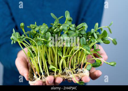Tenez le micro-vert entre vos mains.Culture de graines de tournesol.Pousses germées.Nourriture végétalienne biologique.Vitamines utiles.Grandir à la maison.Bouquet de feuilles de tournesol.Développer le micro-vert.Tapis en lin. Banque D'Images