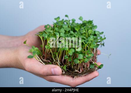 Tenez le micro-vert entre vos mains.Culture de graines de tournesol.Pousses germées.Nourriture végétalienne biologique.Vitamines utiles.Grandir à la maison.Bouquet de feuilles de tournesol.Développer le micro-vert.Tapis en lin. Banque D'Images