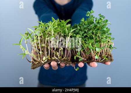 Tenez le micro-vert entre vos mains.Pousses de mash et d'arugula.Pousses germées.Jardinage urbain.Nourriture végétalienne biologique.Vitamines utiles.Grandir à la maison.Feuilles.Développer le micro-vert. Banque D'Images