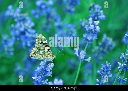 lavanda, champ, matin, papillon, insectes,violet, floral, herbacée, naturel, fleurs,hé, couleurs, matin, lever du soleil, extérieur,côté coutry, vent, vent Banque D'Images