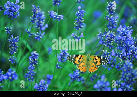 lavanda, champ, matin, papillon, insectes,violet, floral, herbacée, naturel, fleurs,hé, couleurs, matin, lever du soleil, extérieur,côté coutry, vent, vent Banque D'Images