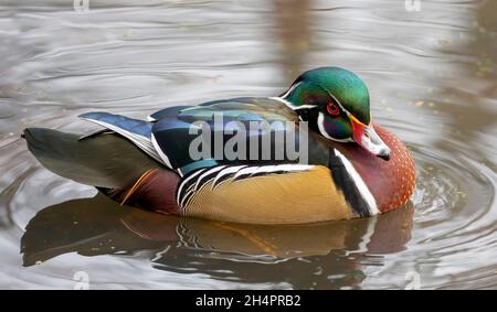 Le canard de bois d'Aix commandite la natation sur la rivière des Outaouais au Canada Banque D'Images