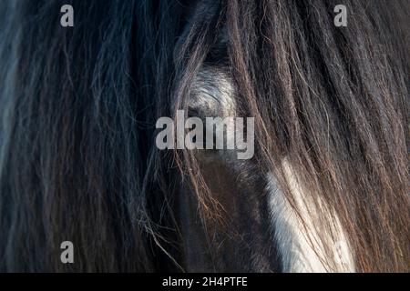 Profil de la face du cheval gros plan avec la manie. Banque D'Images