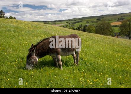 Pâturage des ânes dans les champs, Moniaive, Glencairn, Dumfries & Galloway, Écosse Banque D'Images